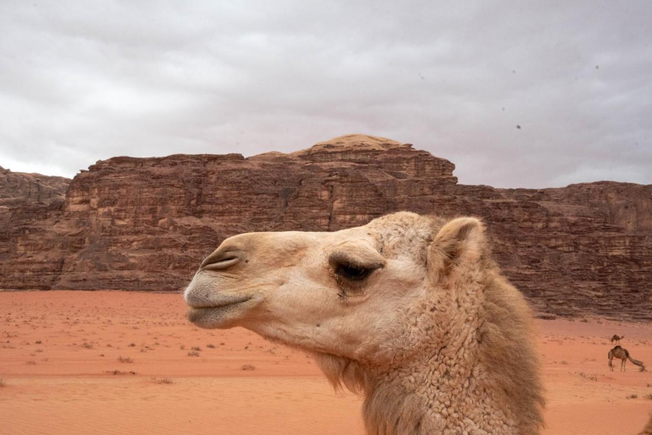 Wadi Rum Nights Экстерьер фото